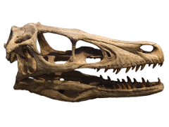 Cranio di Velociraptor