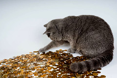 Un gatto gioca con monete d'oro