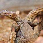 Tre piccoli draghi di Komodo nati da madre vergine