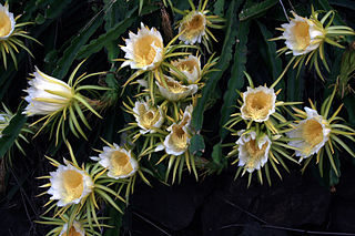 fiori del cactus. Foto di Brocken Inaglory