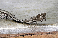  scheletro serpente marino. Foto diJean-Pierre Dalbéra