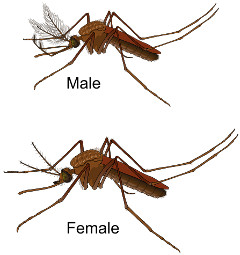 zanzare-letargo